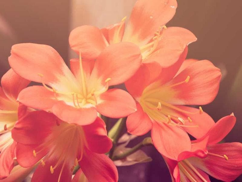 InsightFlow Analytics screenshot 3